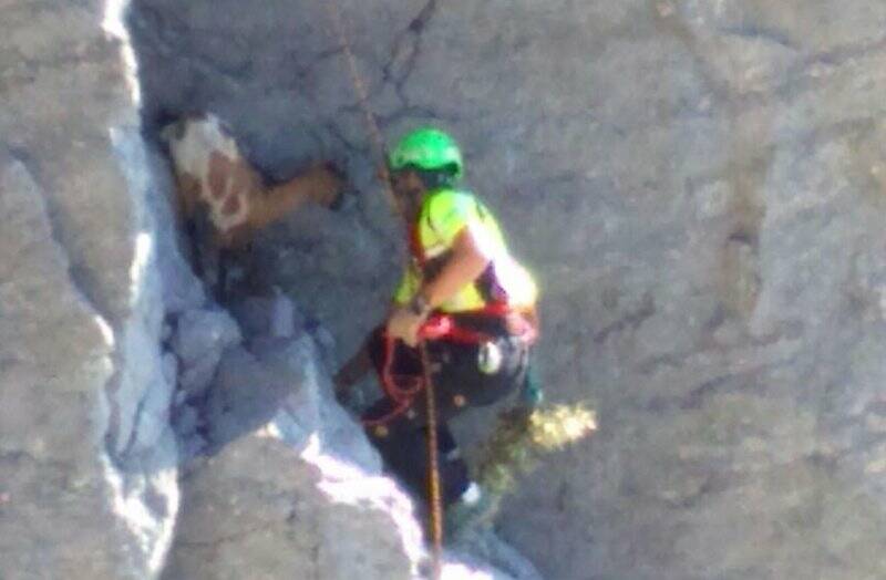 La capra in difficoltà sull'isola Palmaria