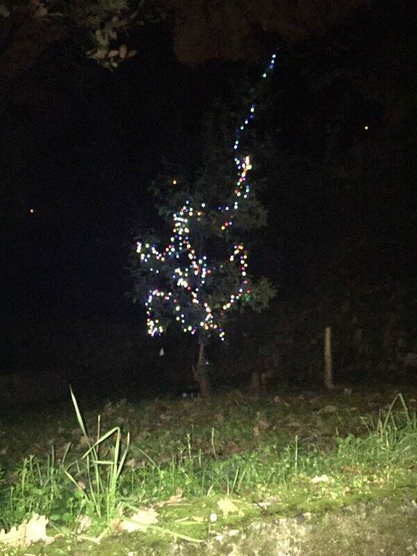 Un albero del boschetto di Fossitermi addobbato