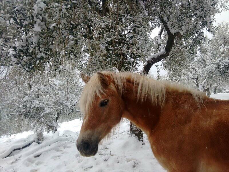 Cavallo a Zanego