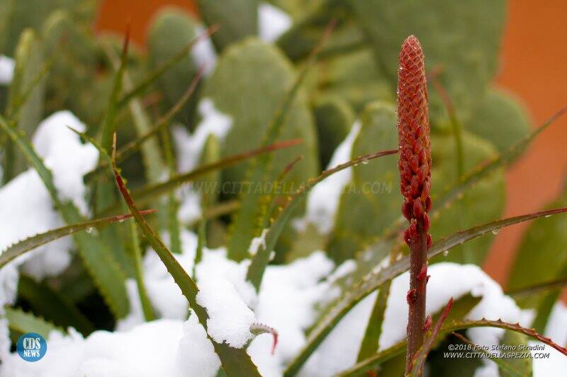 Neve e Mare