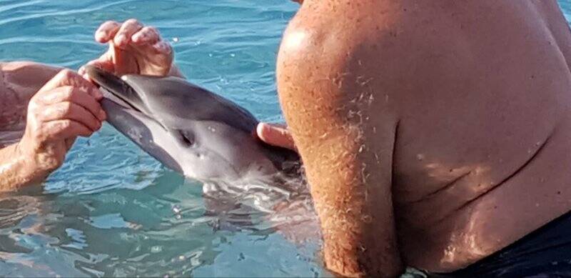 Deiva Marina, mobilitazione in spiaggia per salvare un cucciolo di delfino