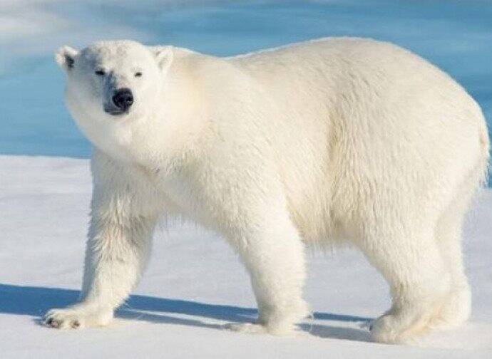 Orso polare