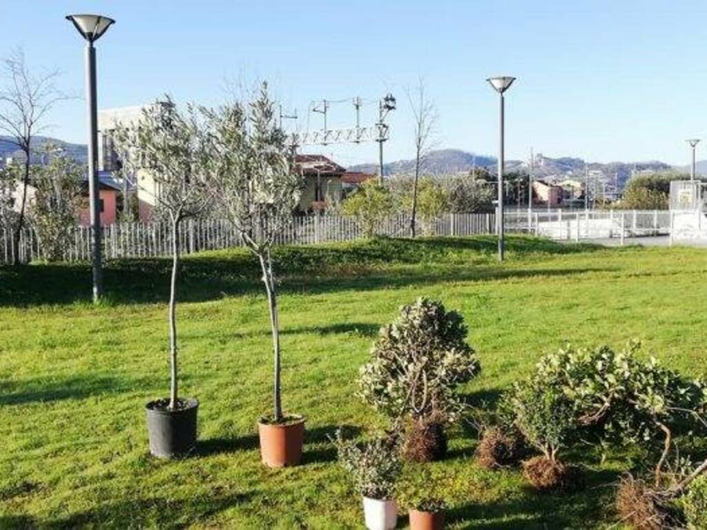 Venti alberi per lo skate park di Sarzana