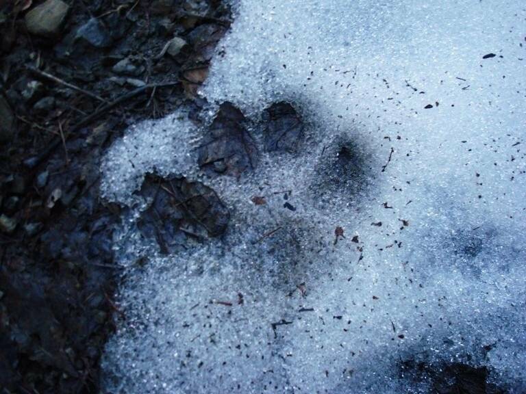 Impronta di lupo in Alta Val di Vara