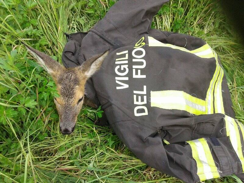 Il piccolo capriolo avvolto in una giacca dei pompieri