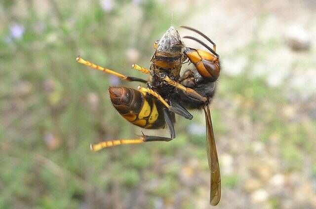 Un esemplare di vespa velutina