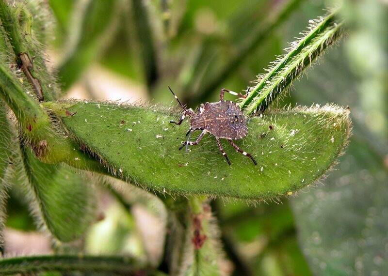 Una cimice asiatica