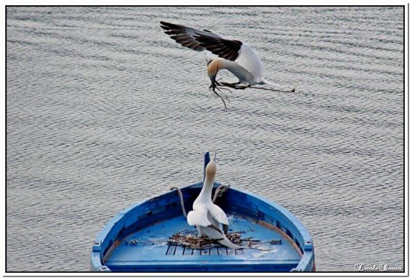La coppia di sule riprende a nidificare sulla nuova barca