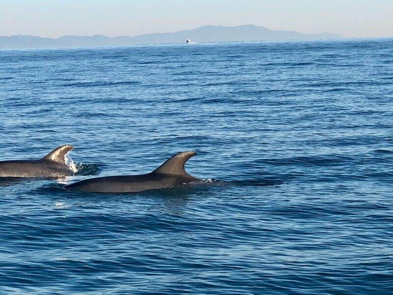 Delfini nel golfo, lo spettacolo di una fredda domenica di dicembre