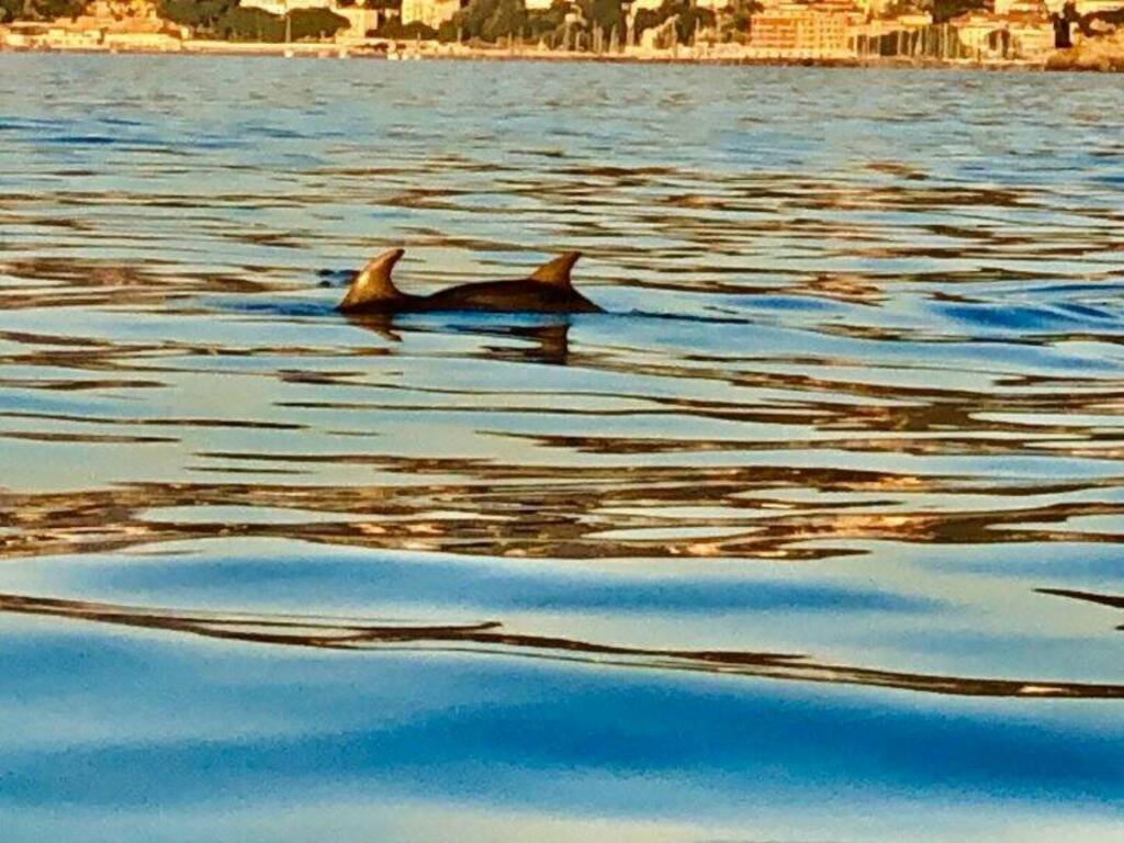 Delfini nel golfo, lo spettacolo di una fredda domenica di dicembre