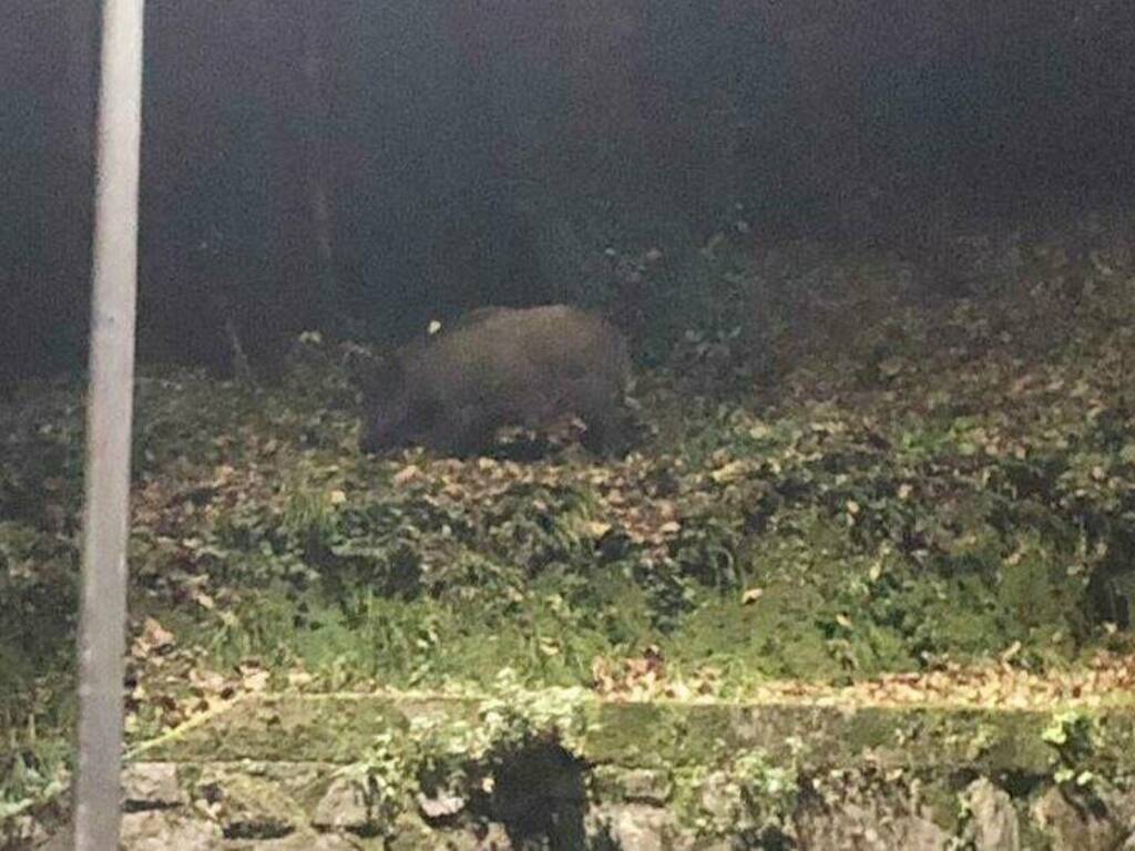 Cinghiale a Fossitermi