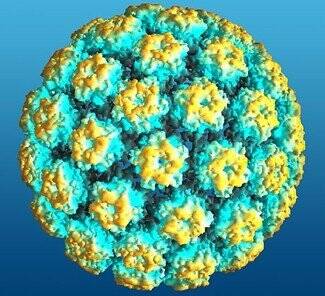 Papilloma Virus