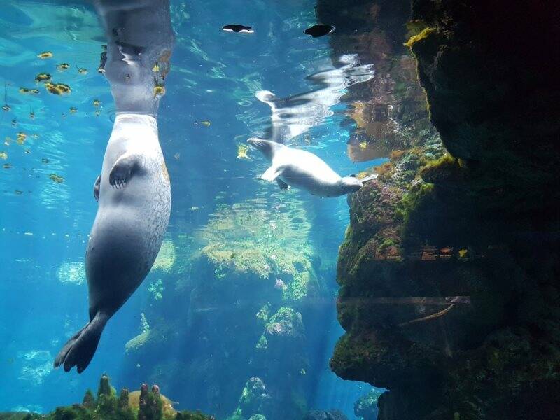 Cucciolo di foca nell'acquario