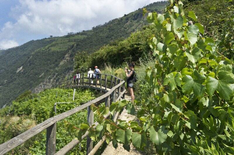 Vigneti alle Cinque Terre