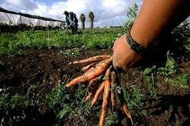 Coltivazione carote