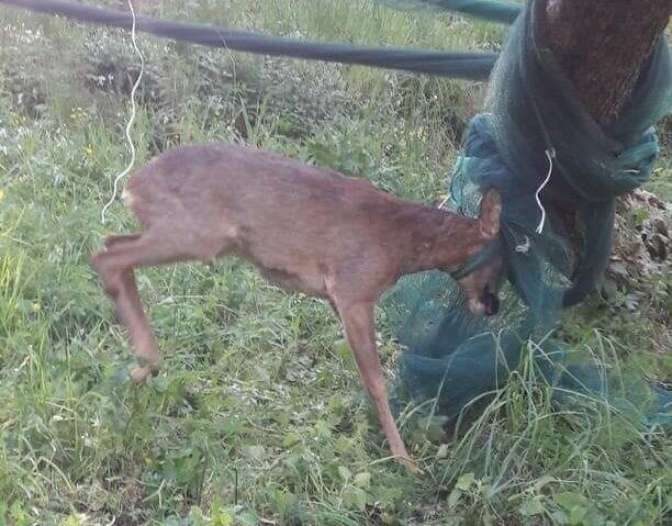 Resta intrappolato nelle reti, disavventura per un capriolo