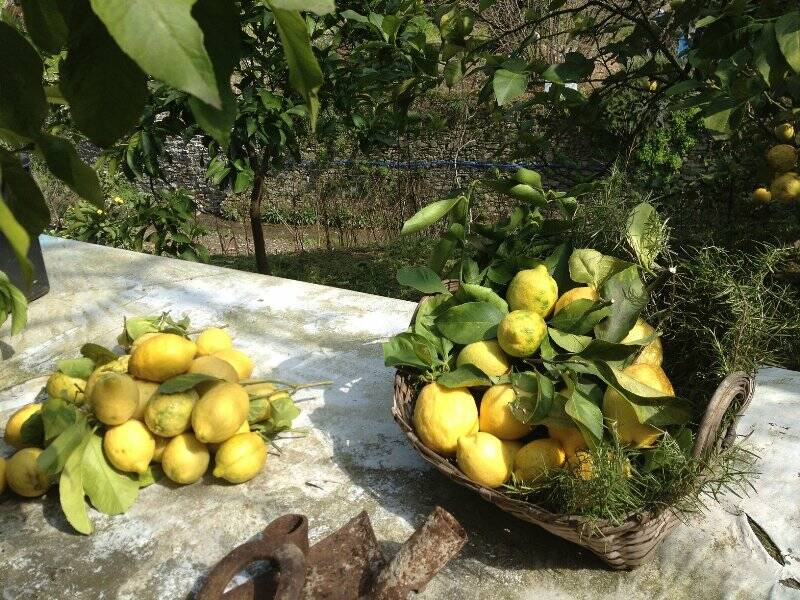 I limoni di Monterosso