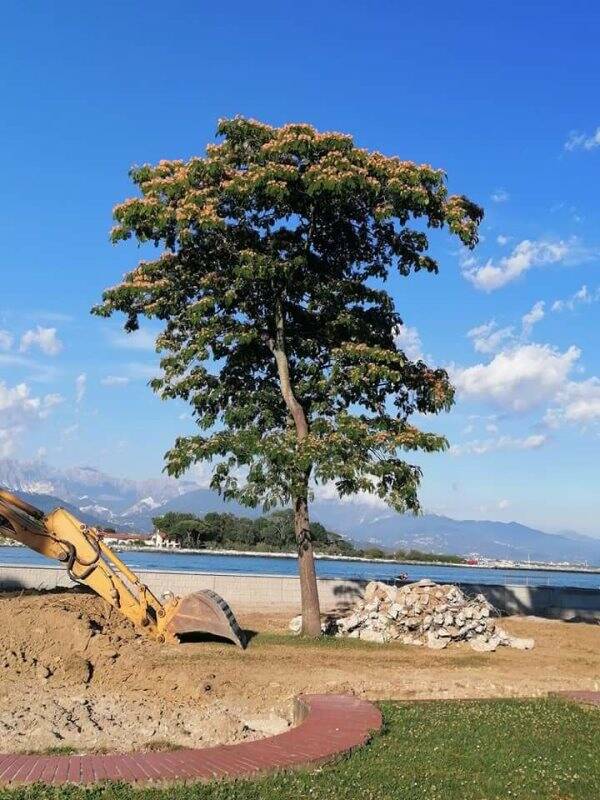 L'acacia dei giardini di Bocca di Magra