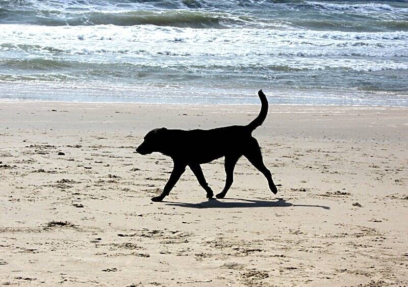 Cane in spiaggia