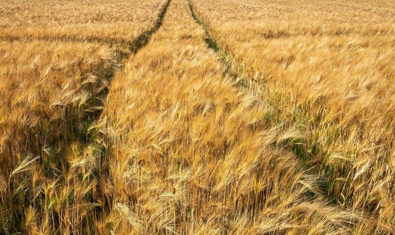 Campo di grano