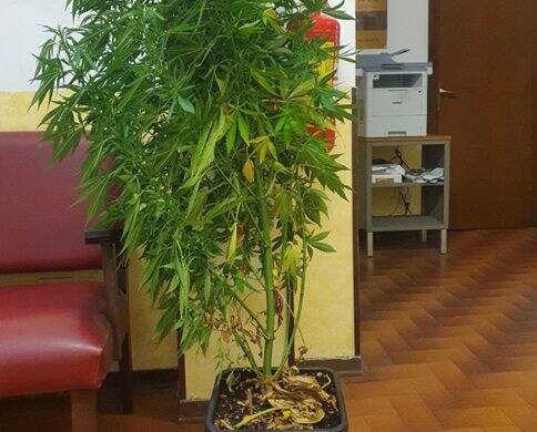 Una pianta di marijuana sequestrata dai carabinieri