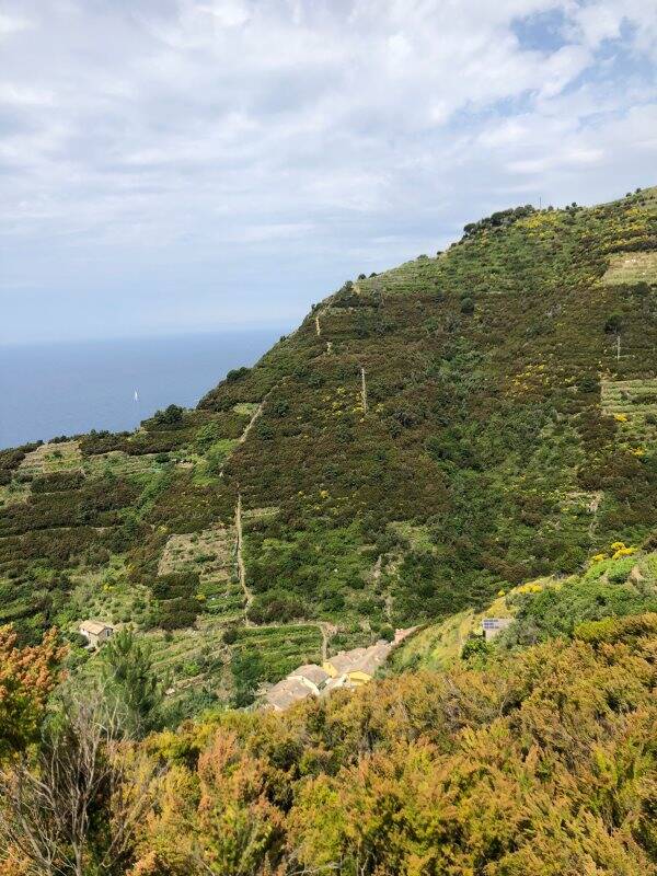 Viticoltura alle Cinque Terre