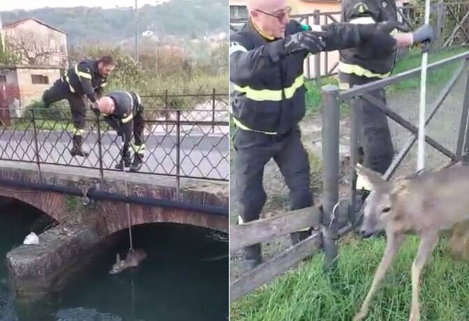 Il salvataggio del capriolo, immagini dal video comparso sul gruppo FB il Mugugno sarzanese