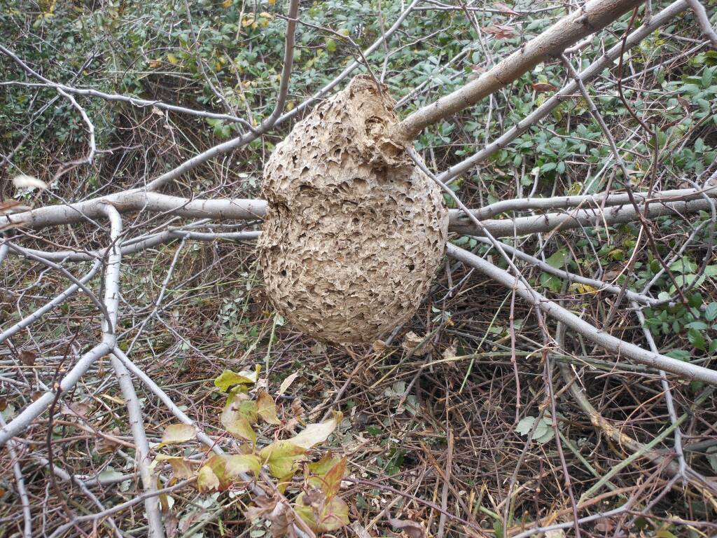 Nido di vespa velutina