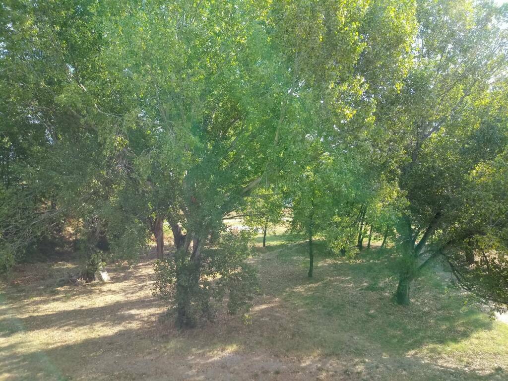 Luni Mare, prima, durante e dopo il taglio degli alberi