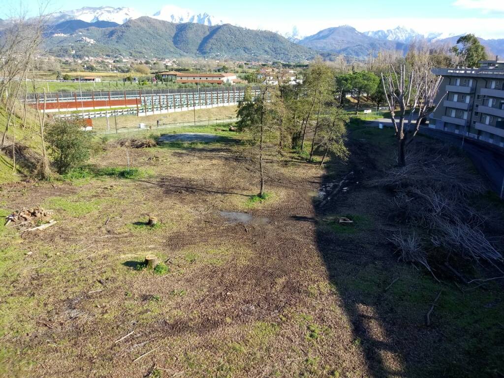 Luni Mare, prima, durante e dopo il taglio degli alberi