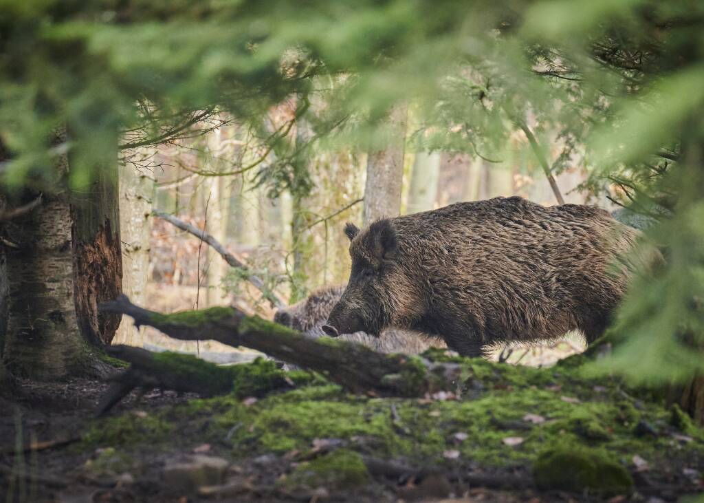 Un cinghiale (foto IZSPLV)