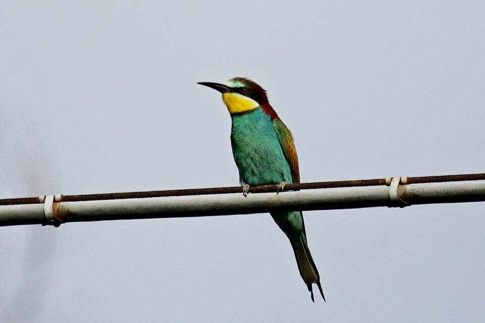 Birdwatching nel Parco