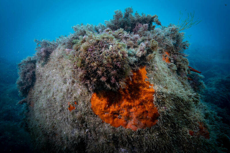 Greenpeace e Parco nazionale delle Cinque Terre insieme per il progetto Mare caldo