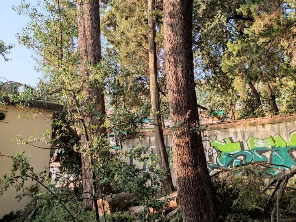 Legambiente Lerici: “Abbattuti alberi maestosi e sani”