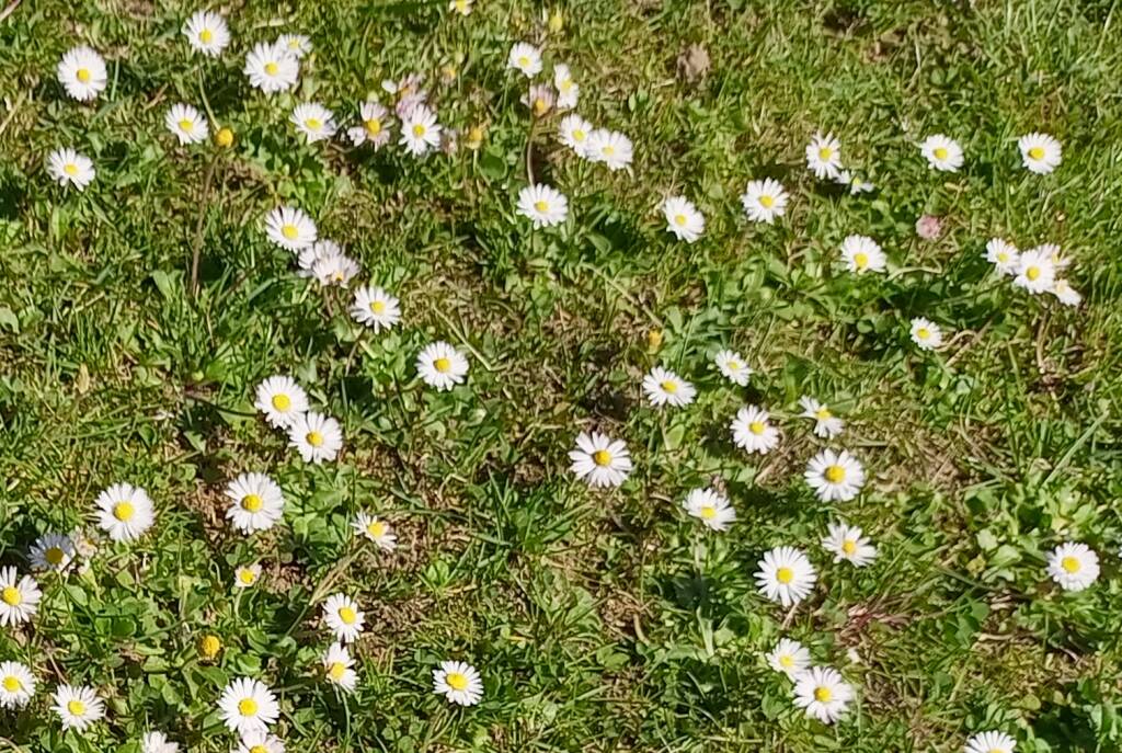 Fiori, primavera, margherite