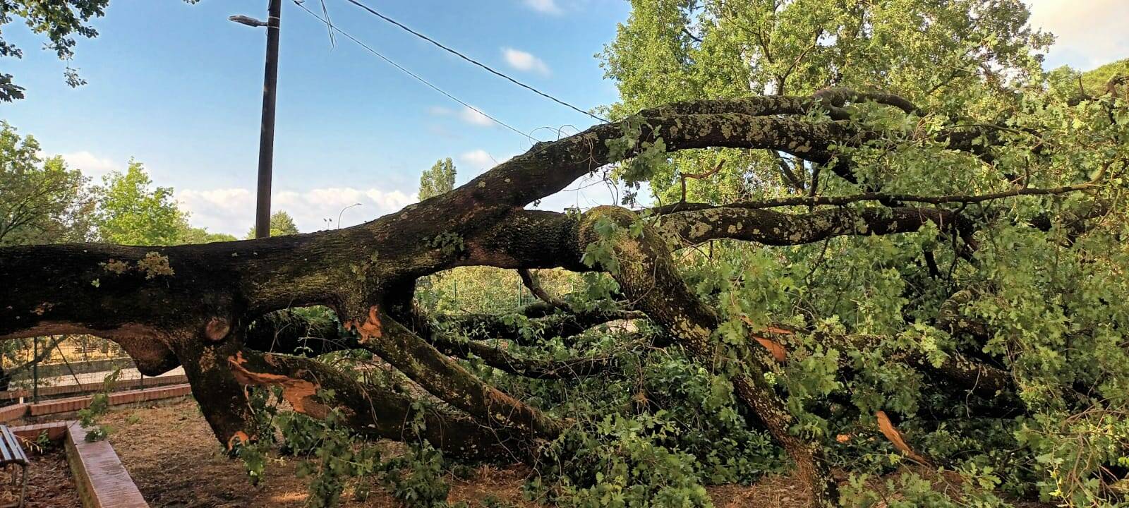La quercia che si è abbattuta a Sarzana in prossimità della canonica tranciando i cavi elettici