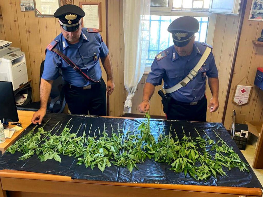 Coppia di mezza età coltivava marijuana in Val di Vara, denunciati
