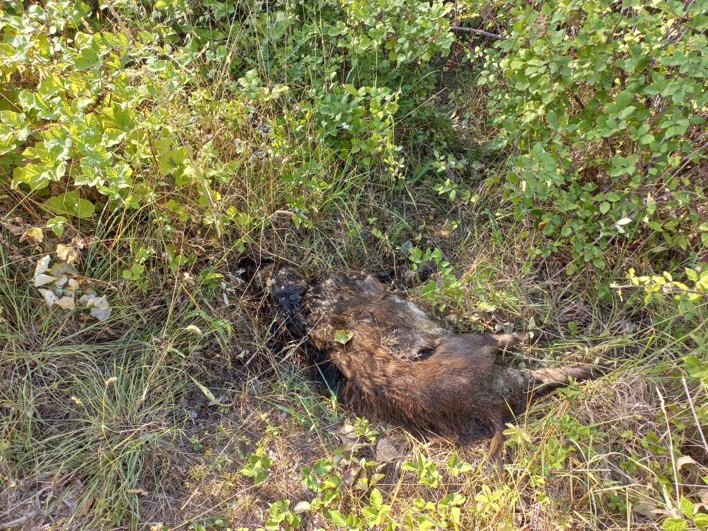 Bracconieri in Val di Magra, Carabinieri forestali indagano