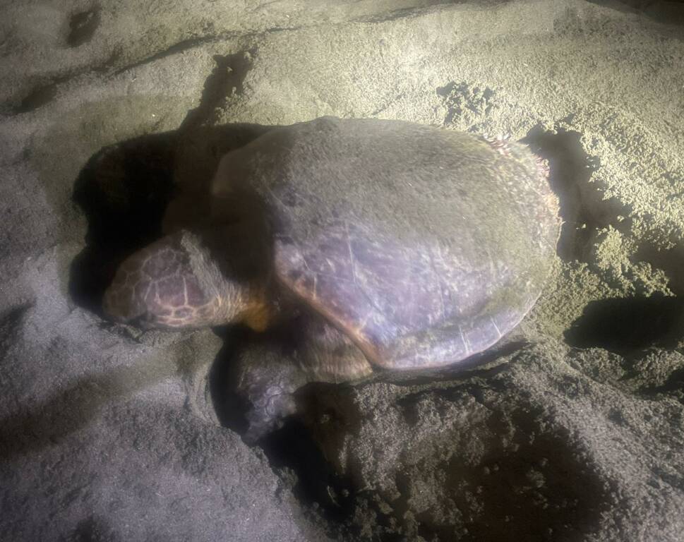 Tartaruga marina depone le uova sulla spiaggia di Levanto