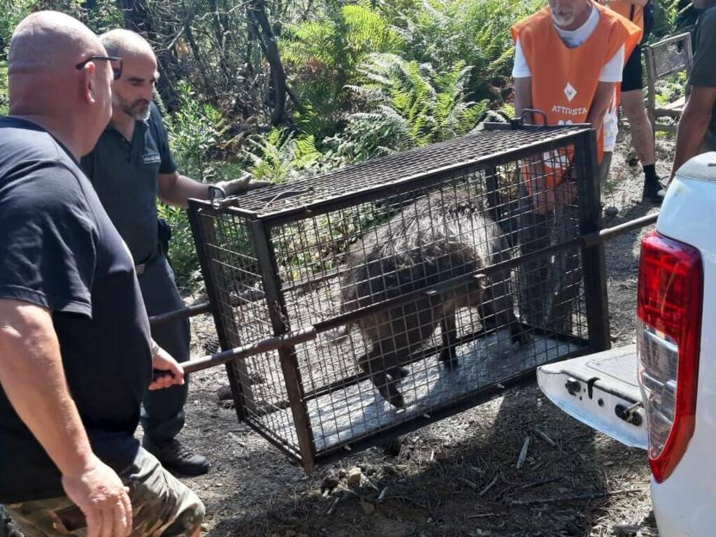 Cinghiale catturato