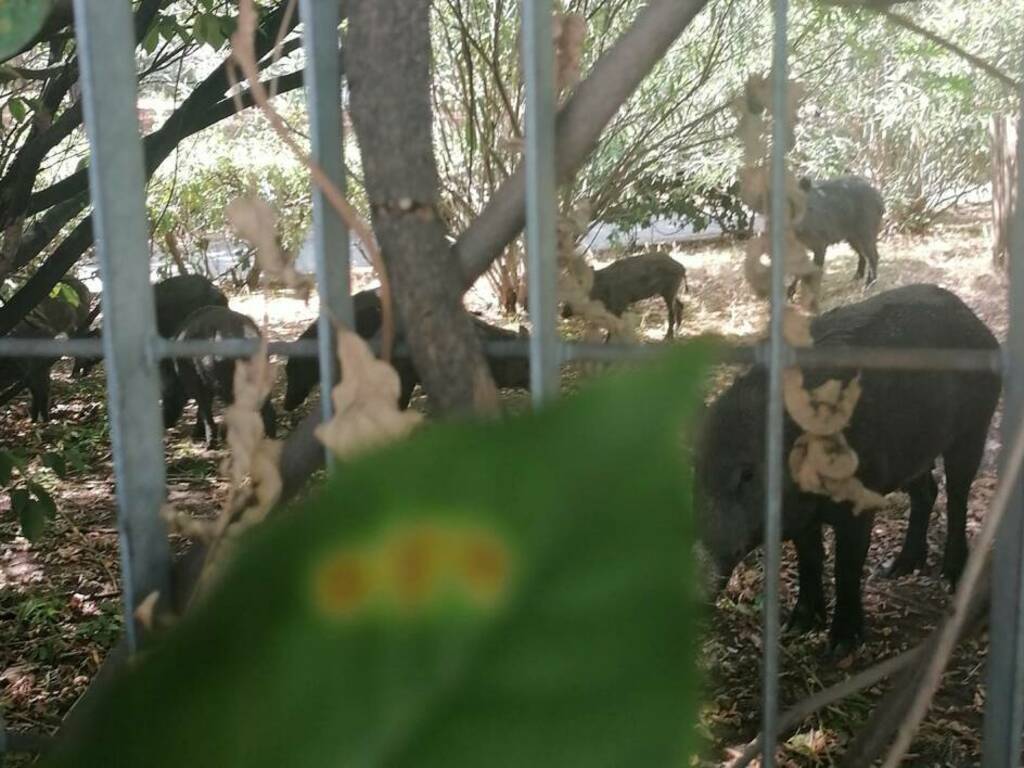 “Cinghiali fanno danni incalcolabili, ho dovuto spendere tremila euro per recintare il terreno”