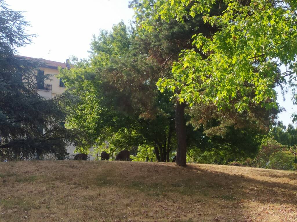 Cinghiali alla Maggiolina