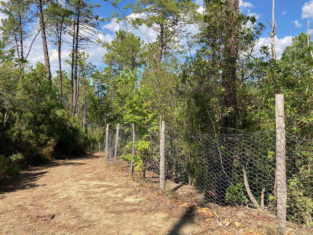 L'area recintata di Riccò del Golfo dove verranno trasferiti i cinghiali