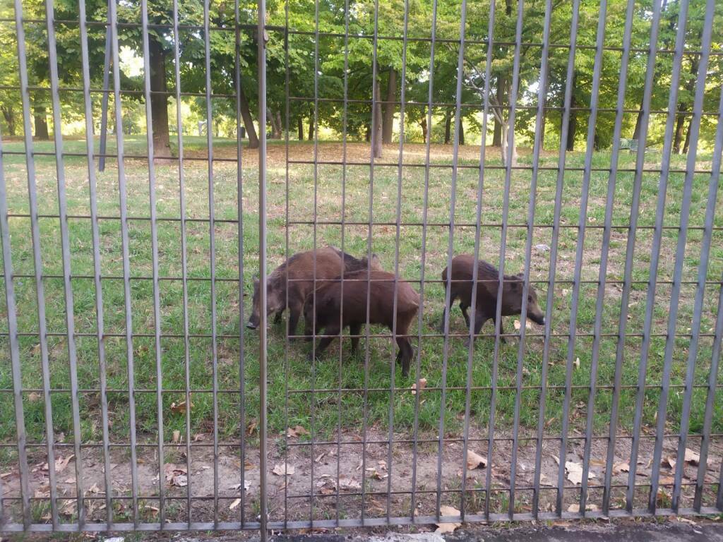 Le operazioni di cattura dei cinghiali rinchiusi nel parco della Maggiolina