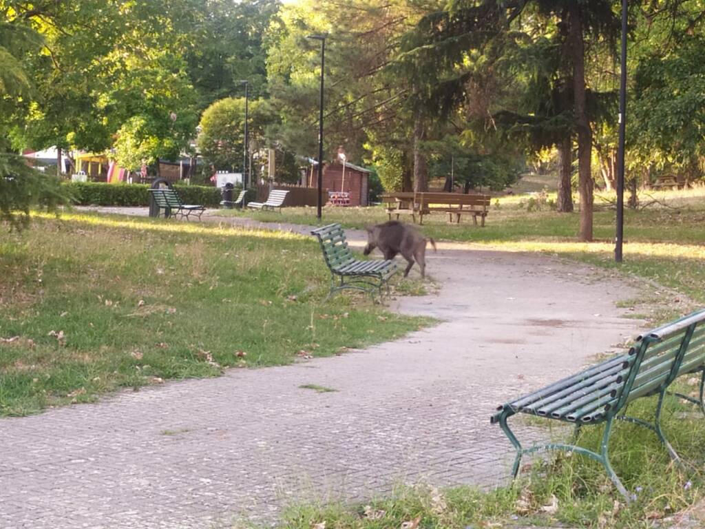 Le operazioni di cattura dei cinghiali rinchiusi nel parco della Maggiolina