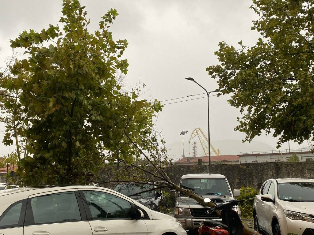 Platani abbattuti dal maltempo in Viale Amendola