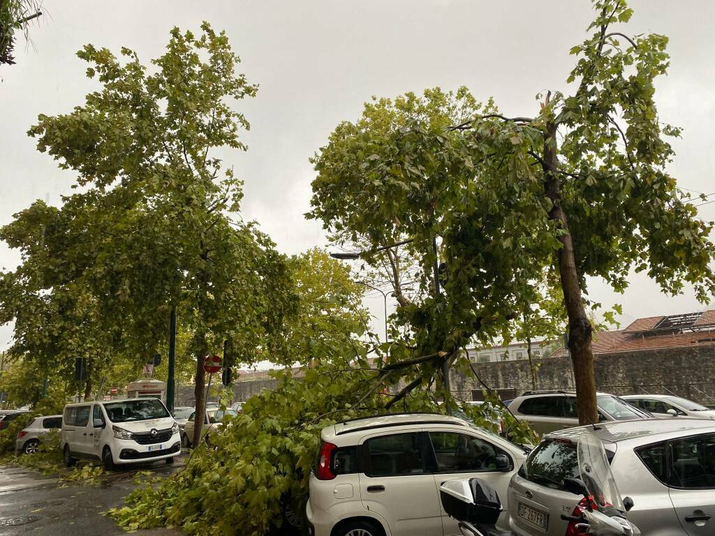 Platani abbattuti dal maltempo in Viale Amendola