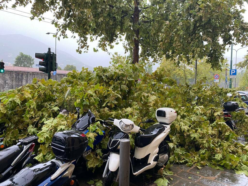 Platani abbattuti dal maltempo in Viale Amendola