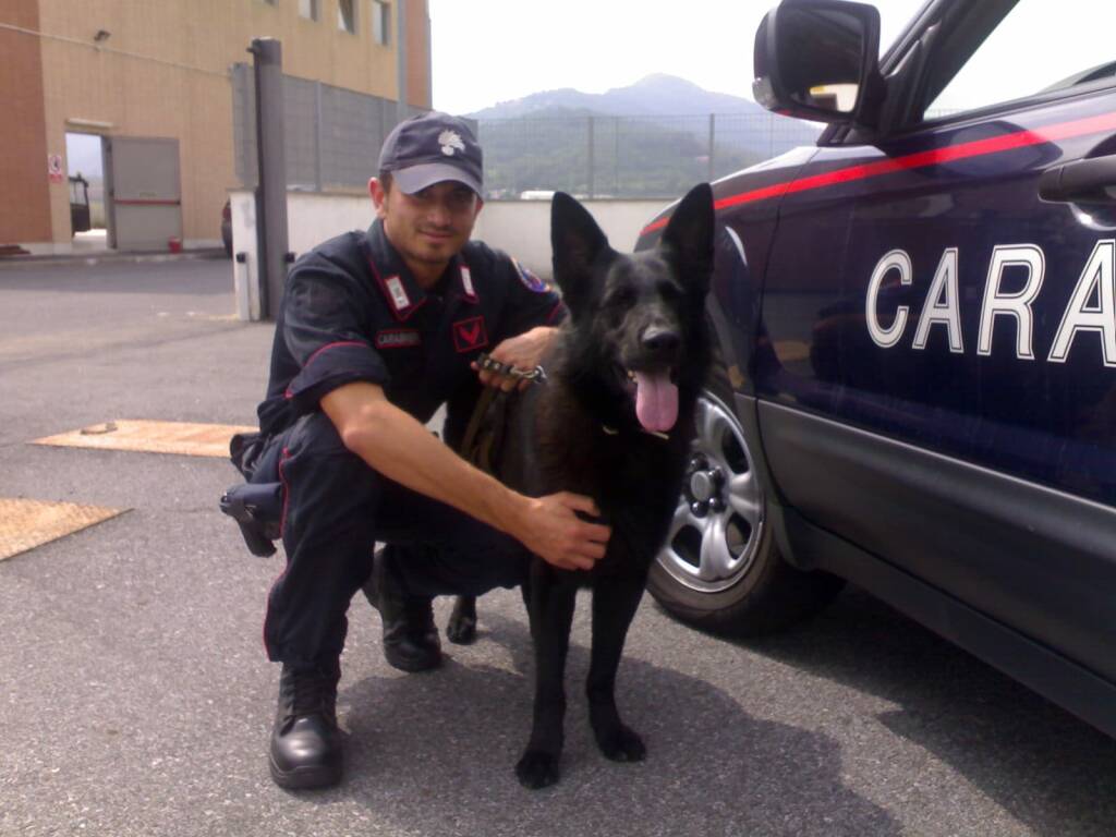 Il cane antidroga Kocis dei Carabinieri in azione