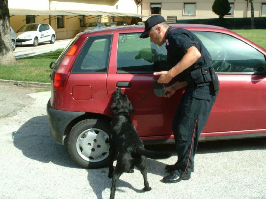 Il cane antidroga Kocis dei Carabinieri in azione